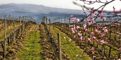 Col d'Orcia