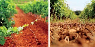 Cantine San Marzano