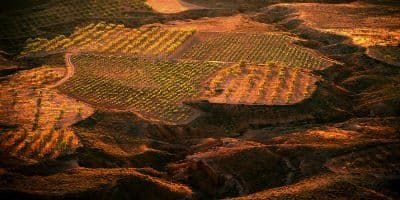 Bodegas San Alejandro