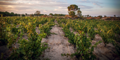 Celler Martí Fabra